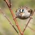 Year of the Bird: 2018 March Was Native Plant Month